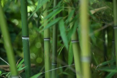 bambu gövdeleri ve yapraklarının yeşil arkaplanı