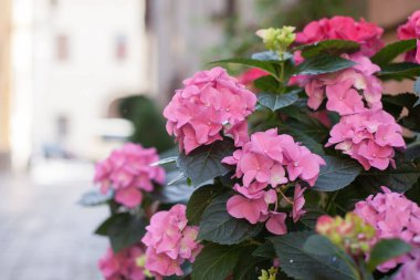 Bir ortanca çalısı. Güzel çiçek arkaplanı. Parlak yaz havası