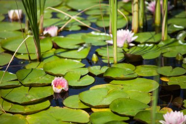 Japon havuzundaki yaprakların arasında pembe çiçek suyu.