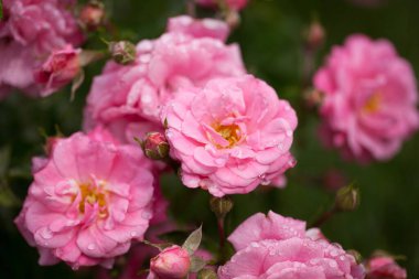 Güller ve yabani güllerle narin çiçekli çalılar.