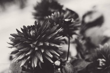 Çiçek yataklarındaki güzel çiçekler ve vazolar dekorasyon için sokaklarda duruyor. yumuşak güzel arkaplan