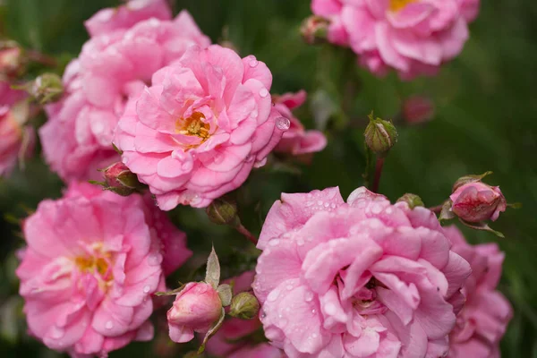 Arbuste Fleurs Délicates Aux Roses Rose Sauvage — Photo