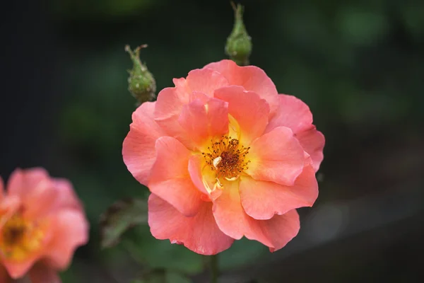Delikatny Kwitnący Krzew Różami Dziką Różą — Zdjęcie stockowe