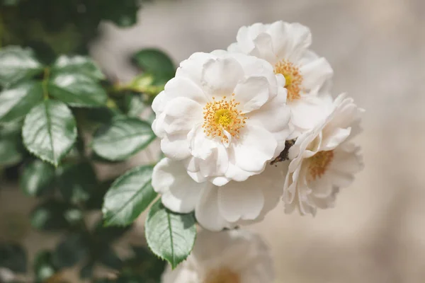 Bush Beautiful Roses Background Leaves Romantic Mood — Stock Photo, Image