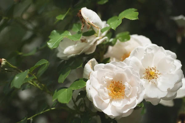 Delicate Flowering Shrub Roses Wild Rose — Stock Photo, Image