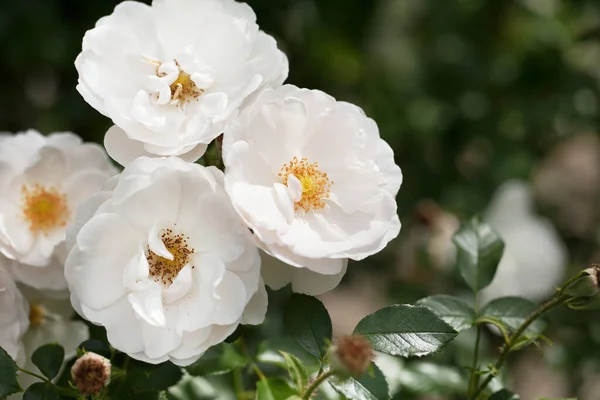 Delicate Flowering Shrub Roses Wild Rose — Stock Photo, Image