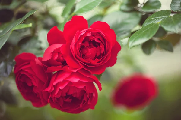 Zarter Blühender Strauch Mit Rosen Und Wildrose — Stockfoto