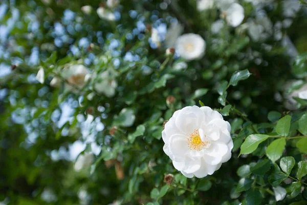 Delicate Flowering Shrub Roses Wild Rose — Stock Photo, Image