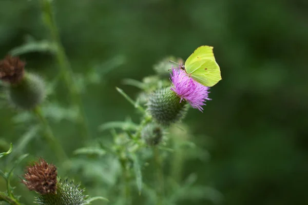 Güzel Kelebek Limonu Ormandaki Bir Deve Dikeni Üzerinde Oturur — Stok fotoğraf