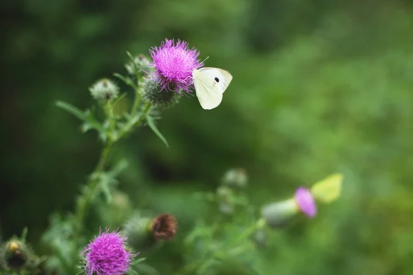 美しい蝶レモンライムは森の花のアザミに座っています — ストック写真