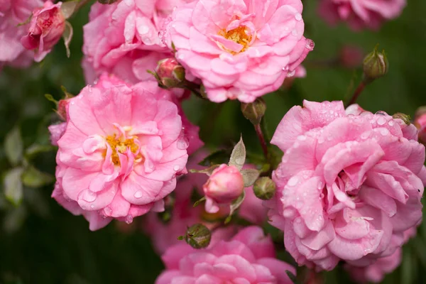 Arbuste Fleurs Délicates Aux Roses Rose Sauvage — Photo