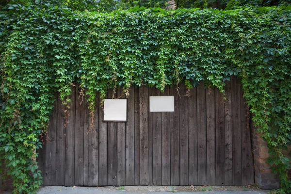 Beautiful Green Ivy Adorns Gate — Stock Photo, Image