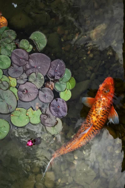 大きな美しい魚が睡蓮の池で泳ぐ静かな美しい場所でリラックス — ストック写真