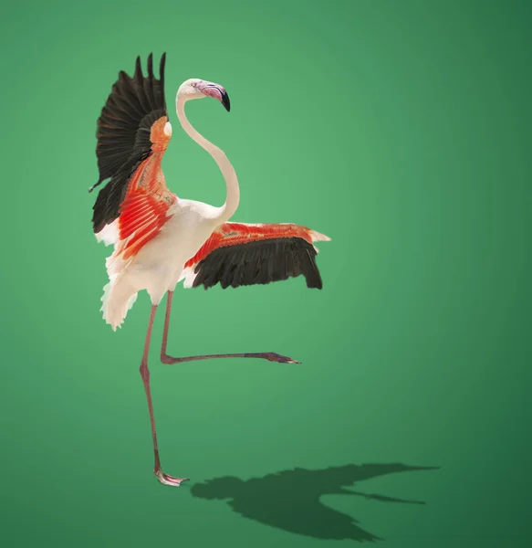 Schöne Rosa Flamingo Posiert Auf Grünem Hintergrund — Stockfoto
