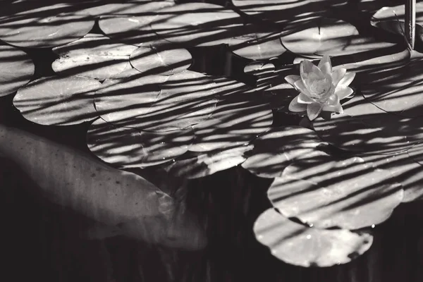 池の中の葉の間にピンクの花の睡蓮 — ストック写真