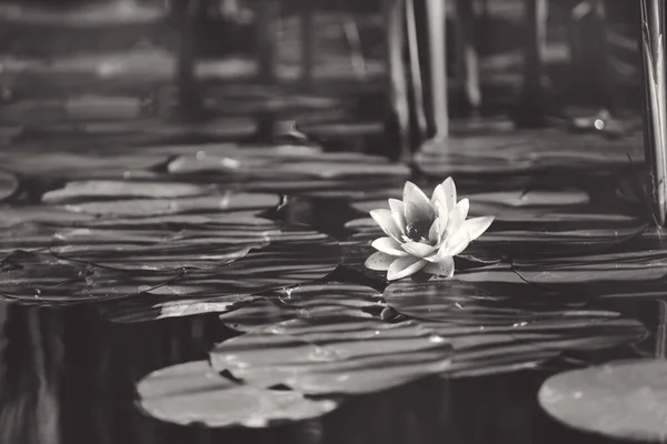 Lírio Rosa Água Flor Entre Folhas Uma Lagoa Japonesa — Fotografia de Stock