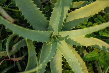Aloe vera çalısı. Tıbbi bir bitkinin dikenli yaprakları.