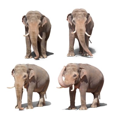 Beyaz arka planda duran büyük fil seti.. 