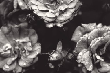 Güller ve yabani güllerle narin çiçekli çalılar.