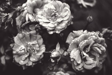 Güller ve yabani güllerle narin çiçekli çalılar.