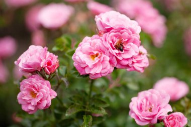 Güller ve yabani güllerle narin çiçekli çalılar.