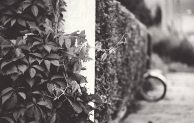 Bir çit, kırpılmış bir çalı. Güneşli bir gün, yürümek için bisiklet. Açık hava eğlencesi kavramı.