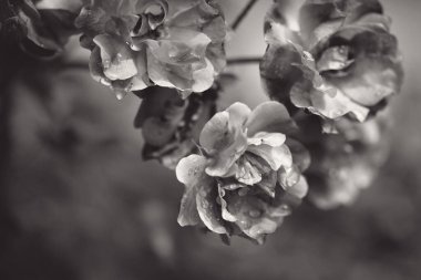 Yaprakların arka planında güzel güller çalısı. Romantik ruh hali