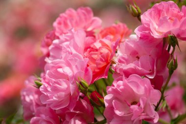 Güller ve yabani güllerle narin çiçekli çalılar.