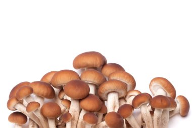 Lezzetli yemekler pişirmek için taze bal mantarı malzemeleri.