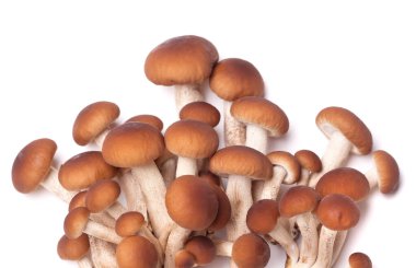 Lezzetli yemekler pişirmek için taze bal mantarı malzemeleri.