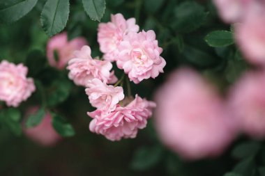 Güller ve yabani güllerle narin çiçekli çalılar.