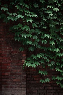 Tuğla duvar ve yaprak dokusu. Doğa ve insan faaliyetlerinin karşıtlığı