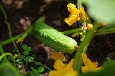 Salatalıklı bir yatak. güzel yeşil yapraklar