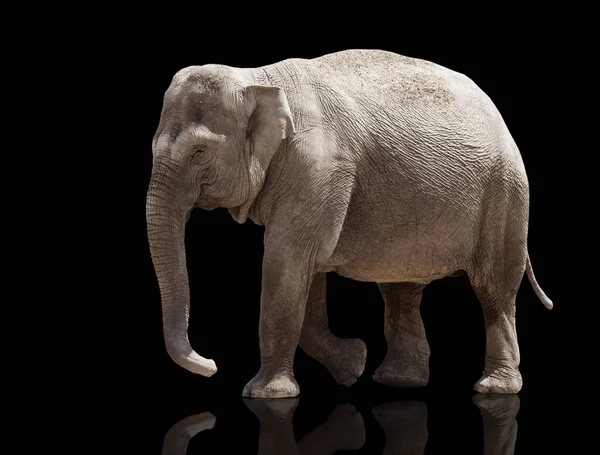 Nagy Elefánt Álló Fekete Háttér — Stock Fotó