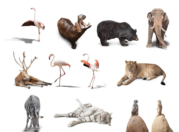 Big Set Wild Animals Isolated White Background — Stock Photo, Image