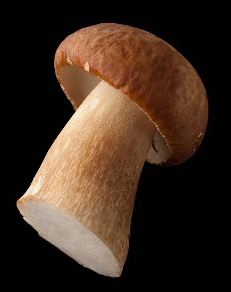 Cep Fundo Preto — Fotografia de Stock