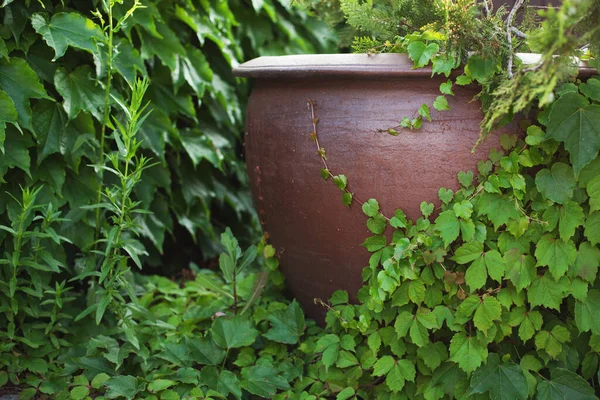 Grande Vaso Barro Foi Coberto Com Arbustos Flores — Fotografia de Stock