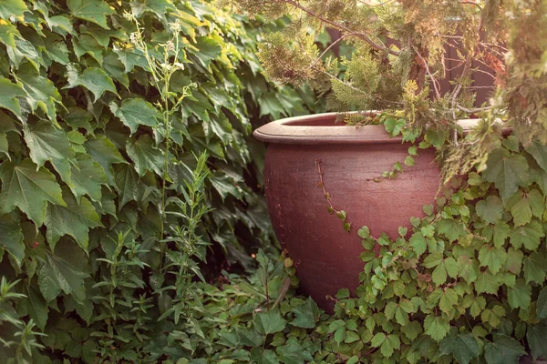 Grande Vaso Barro Foi Coberto Com Arbustos Flores — Fotografia de Stock