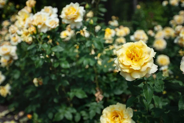 Zarter Blühender Strauch Mit Rosen Und Wildrose Gelbe Teefarbe — Stockfoto