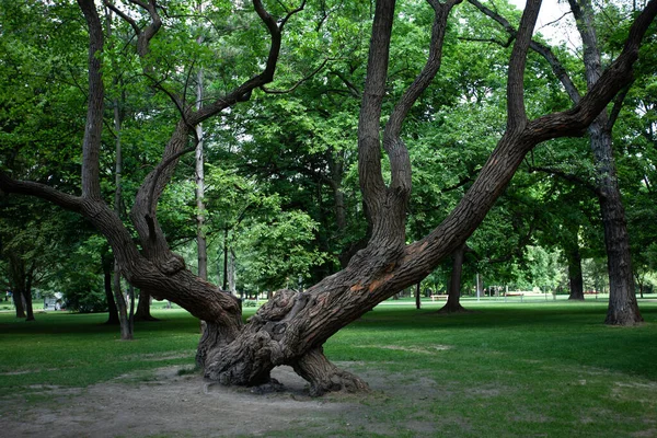 Büyük Bir Ağacı Olan Güzel Bir Park Güneşli Hava — Stok fotoğraf