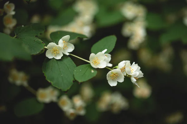 Small White Flowers Green Leaves Soft Natural Background — Stock Photo, Image