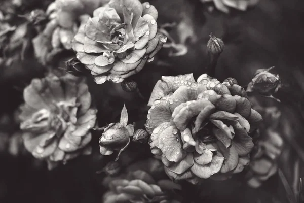Güller Yabani Güllerle Narin Çiçekli Çalılar — Stok fotoğraf