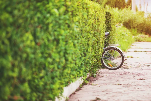 Une Haie Buisson Coupé Journée Ensoleillée Vélo Pour Marcher Concept — Photo