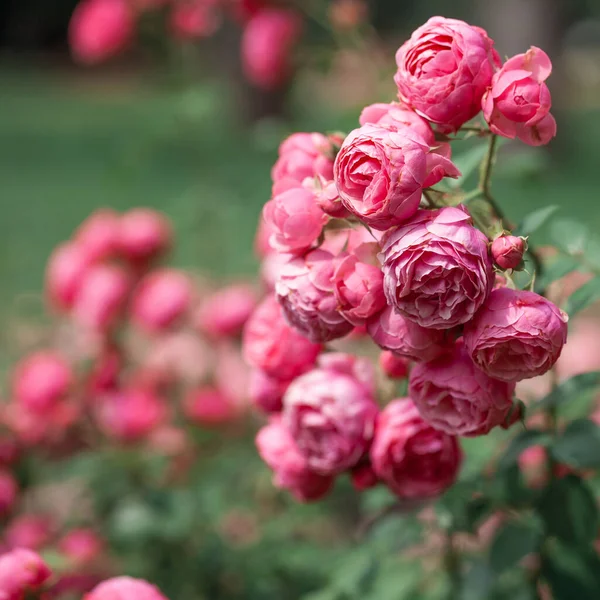 Λεπτή Ανθοφορία Θάμνος Τριαντάφυλλα Και Άγριο Τριαντάφυλλο — Φωτογραφία Αρχείου