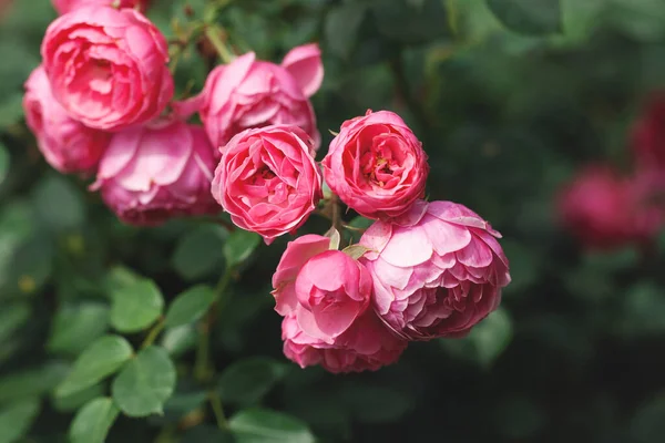Delikatny Kwitnący Krzew Różami Dziką Różą — Zdjęcie stockowe