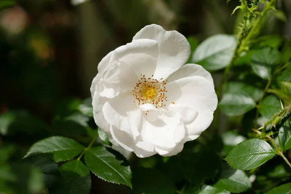 Delicate Flowering Shrub Roses Wild Rose White Color — Stock Photo, Image