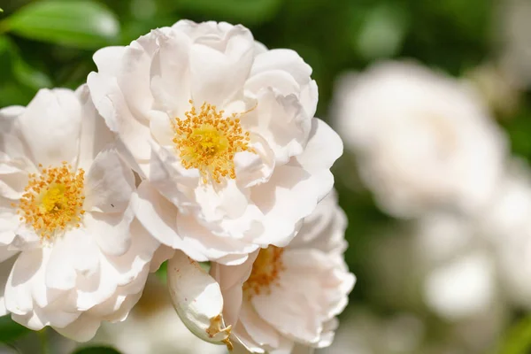 Delicate Flowering Shrub Roses Wild Rose White Color — Stock Photo, Image