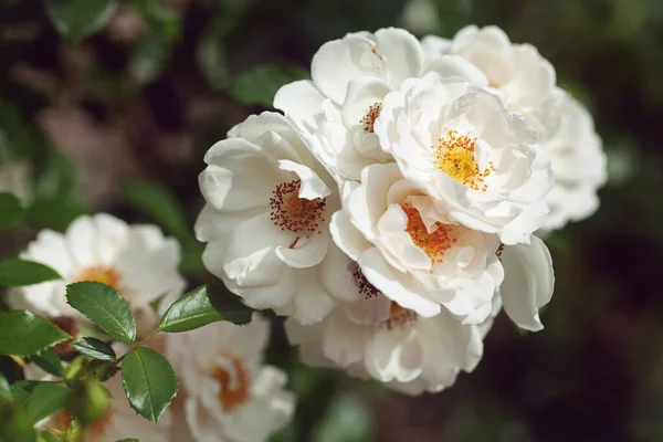 バラと野生のバラ 白い色の繊細な開花低木 — ストック写真