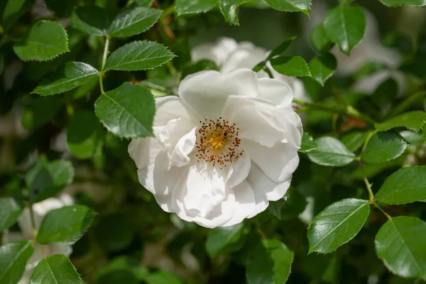 バラと野生のバラ 白い色の繊細な開花低木 — ストック写真