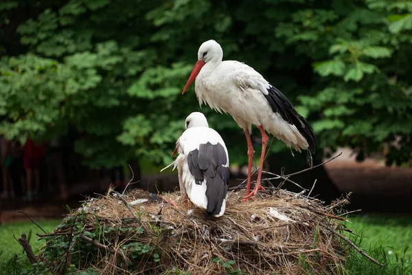 Family Storks Nest Little Chick — Stock Photo, Image